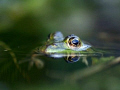 These picture of the frog I made in my own garden. It tooks some time to come close enough with my 50mm macro lens. 